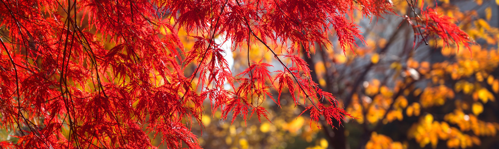 Responsive image